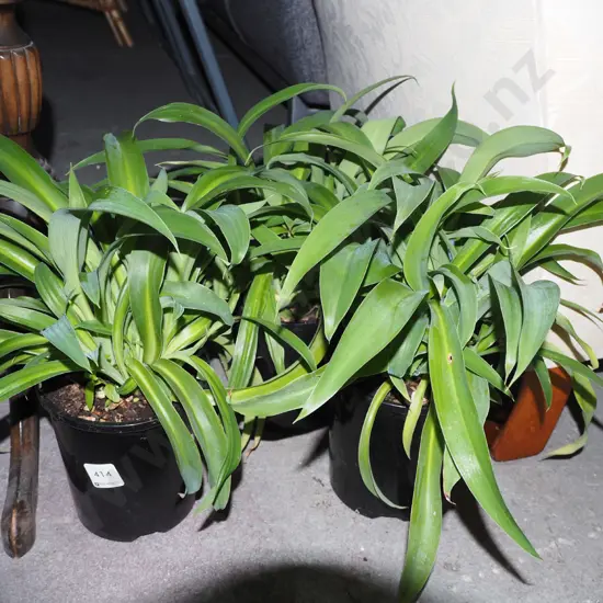 3x potted reinga reinga lillies