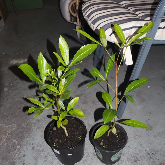 2x potted pseudopanax