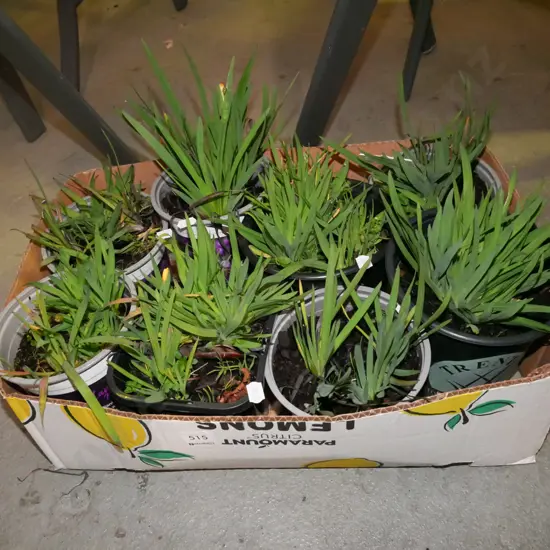 box of yellow eyed grasses