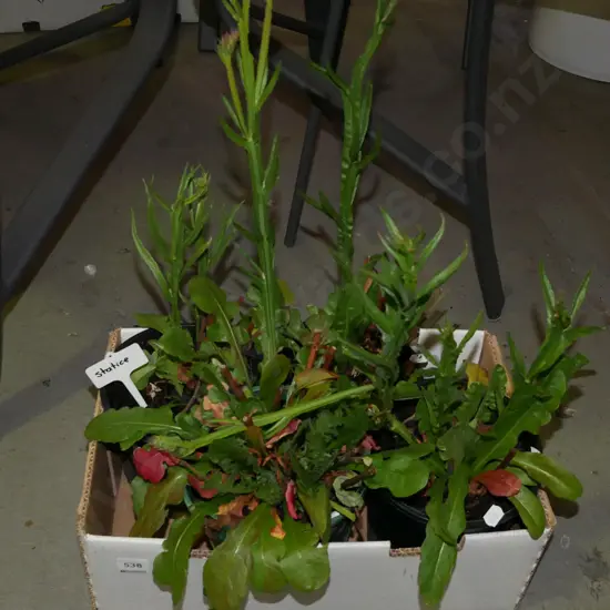 tub of potted statice plants