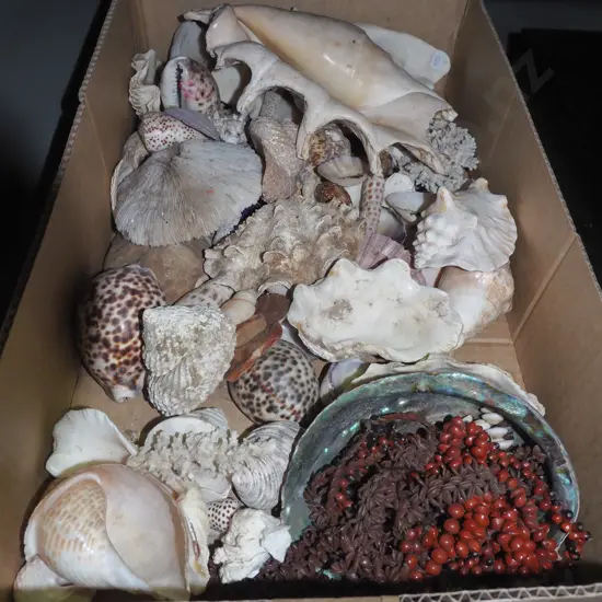box of seashells