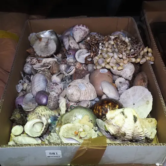 box of seashells
