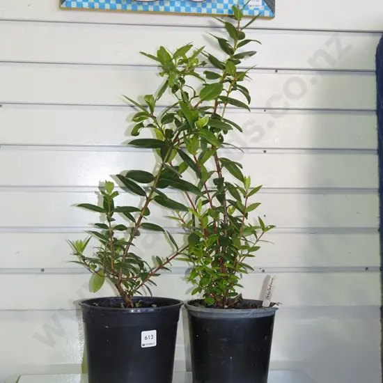 2x potted pohutukawa