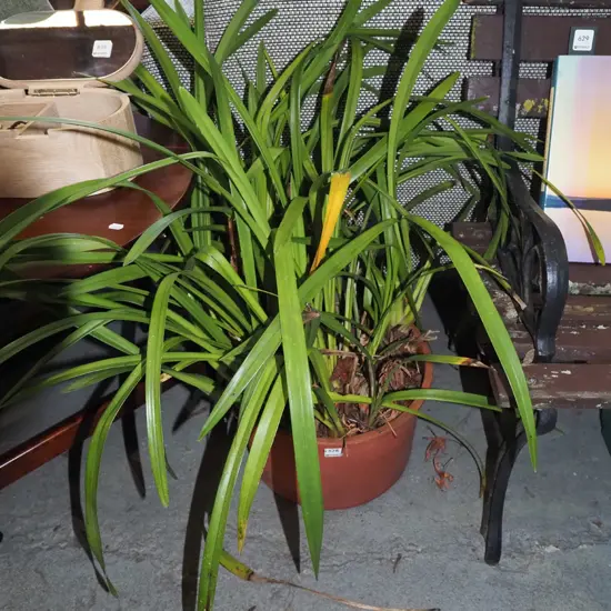 outdoor orchids in plastic planter