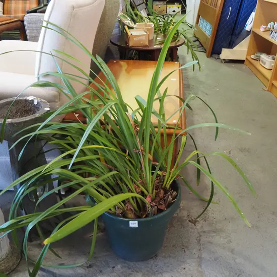 outdoor orchids in plastic planter
