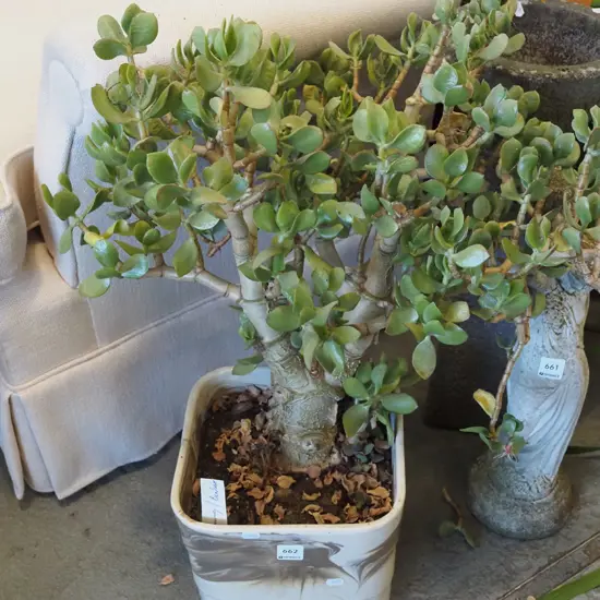 jade plant in Mcskimmings Benhar planter
