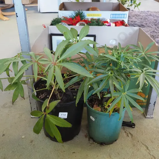 2x potted hellebores