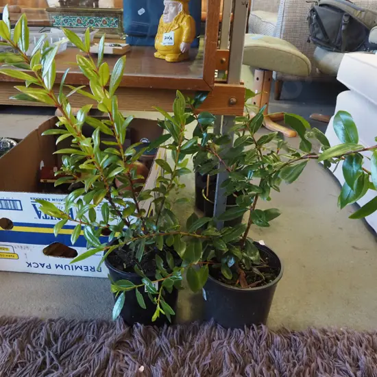 2x potted pohutukawa