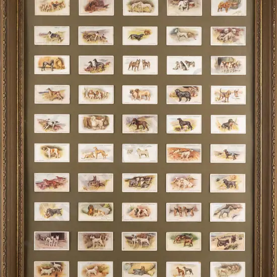framed Player's Cigarette cards - dogs H-590 W-440 (slight damage to frame)