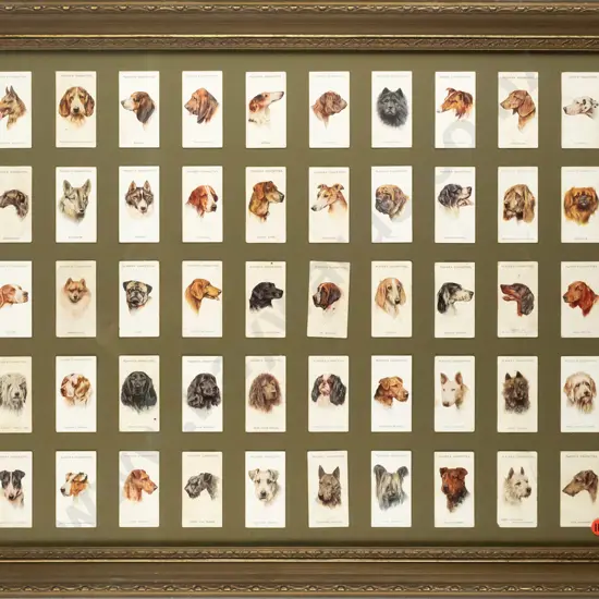 framed Player's Cigarette cards - dogs H-440 W-580