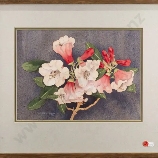 Brenda Shore '81 - framed watercolour "Rhododendron Marquis of Lothian" H-245 W-330