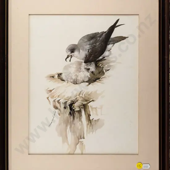 framed Raymond Ching print - Cook's petrel H-320 W-250 (underside of glass needs a clean)