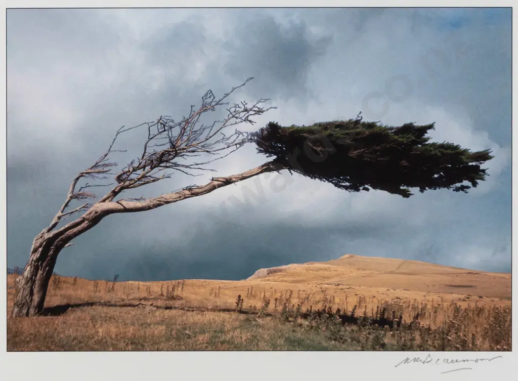Matheson Beaumont - framed photograph - wind blown tree  H200 W290 Image 1++