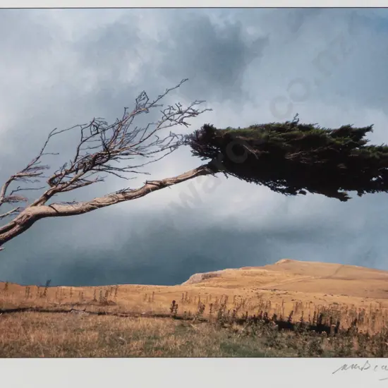 Matheson Beaumont - framed photograph - wind blown tree  H200 W290