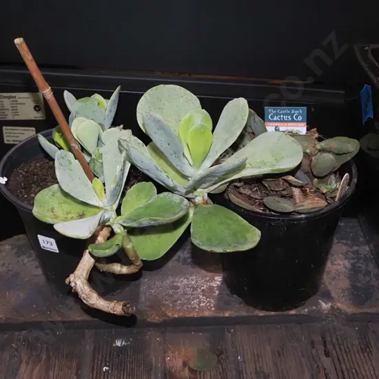 2x potted succulents, cacti