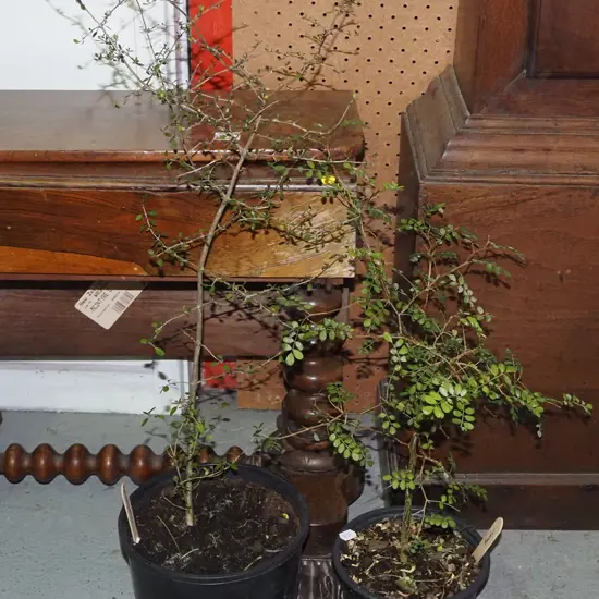 potted kowhai, potted Muehlenbeckia