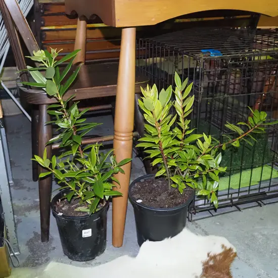 2x potted pohutukawa