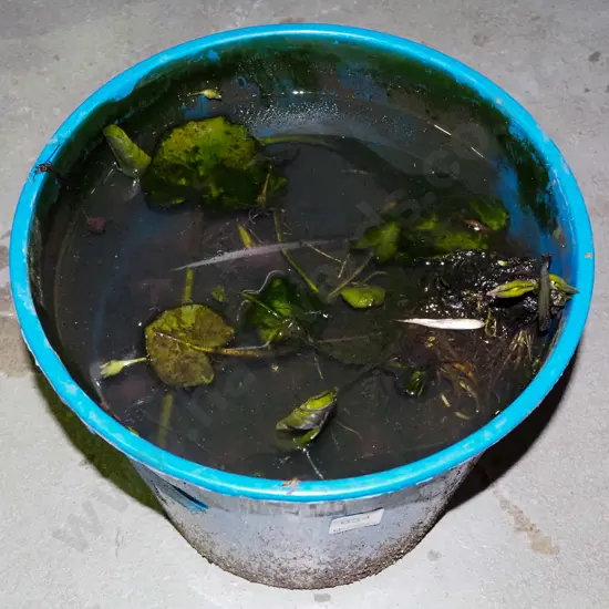 water lily - hardy variety with double white flower