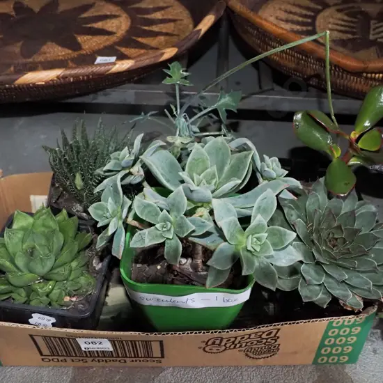 6x succulents