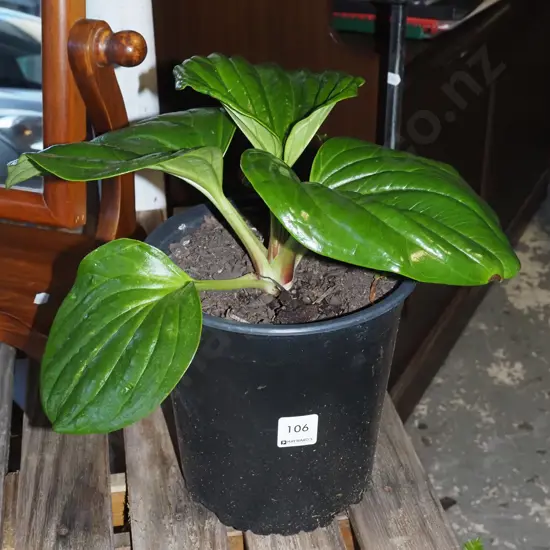 potted Chatham Island forget me not
