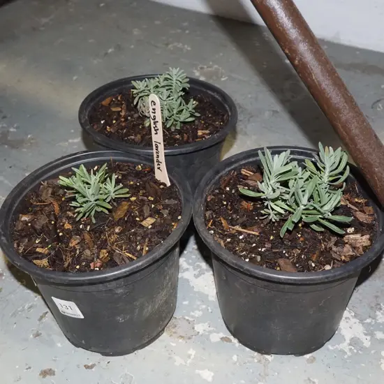 3x potted English lavenders