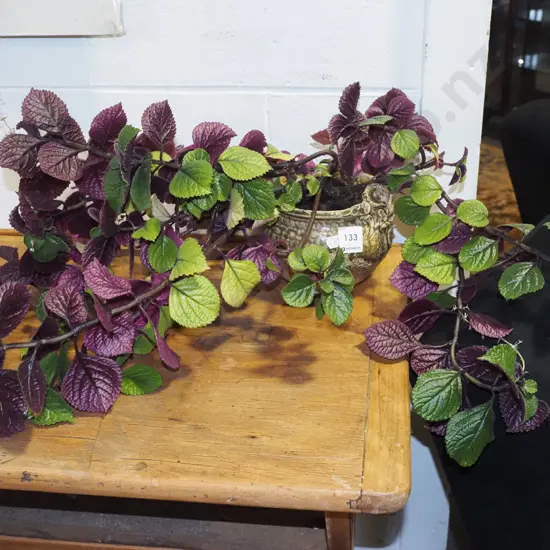 potted purple leaf plectranthus