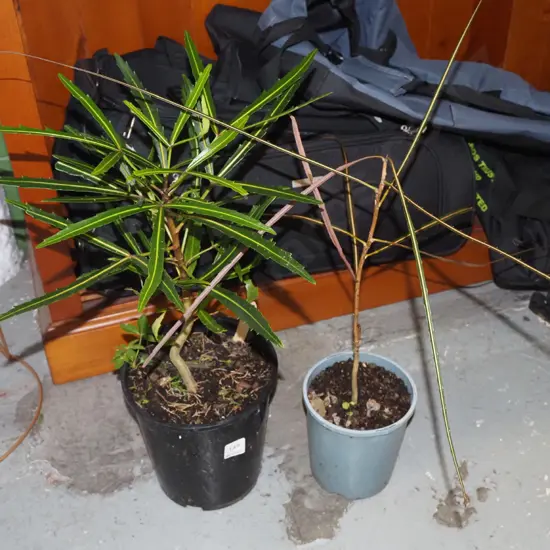 2x potted lancewoods