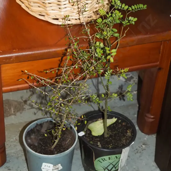 potted kowhai, potted Muehlenbeckia