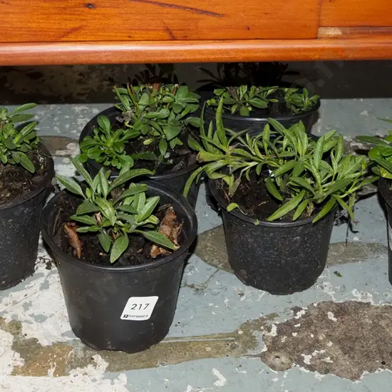 6x potted dianthus