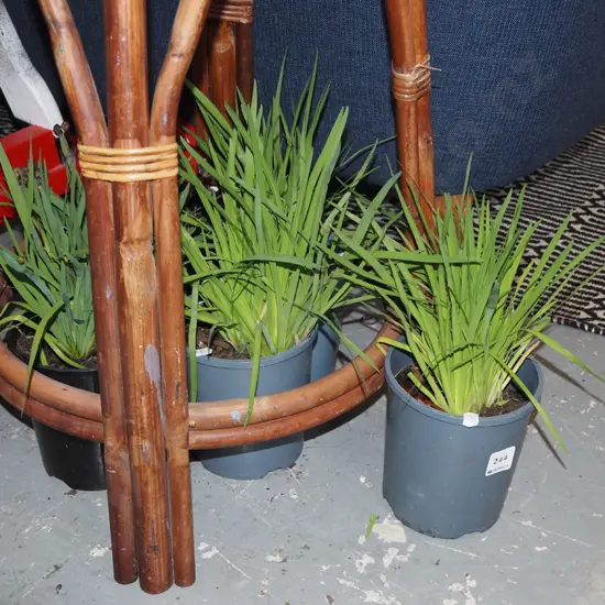 5x potted yellow eyed grasses