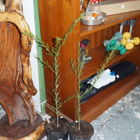 2x potted bottle brushes