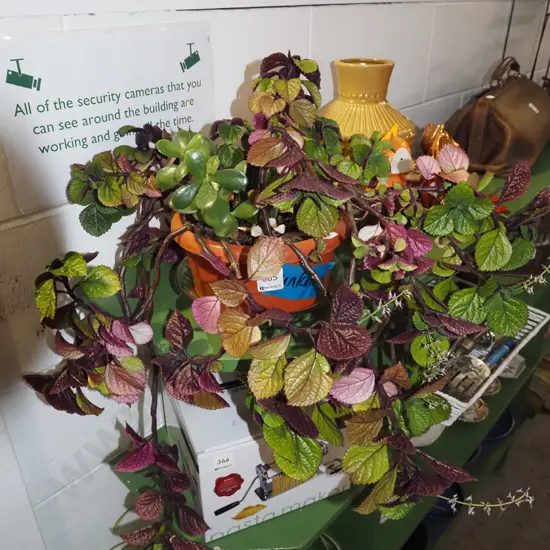 potted purple leaf plectranthus