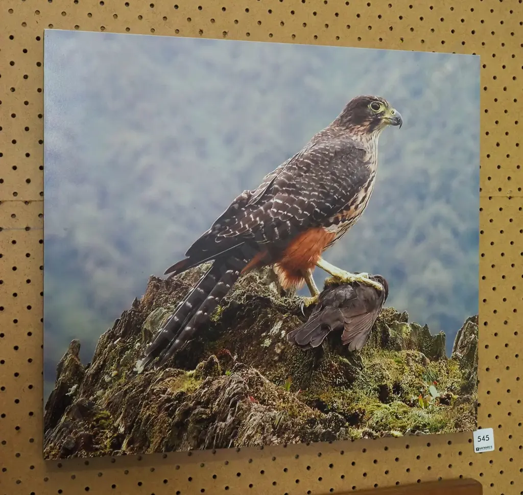 framed photo print on board - bird of prey - kararea Image 1++