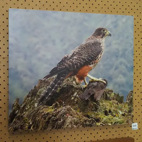 framed photo print on board - bird of prey - kararea
