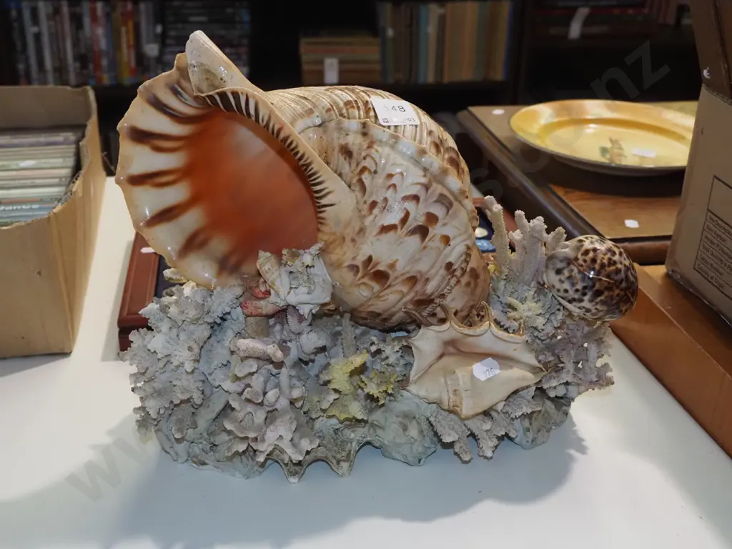 seashell and coral display H-260 Image 1++