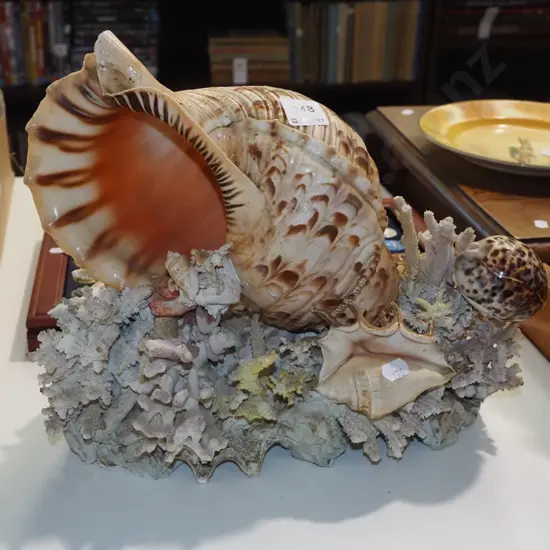seashell and coral display H-260