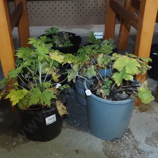 6x potted delphiniums