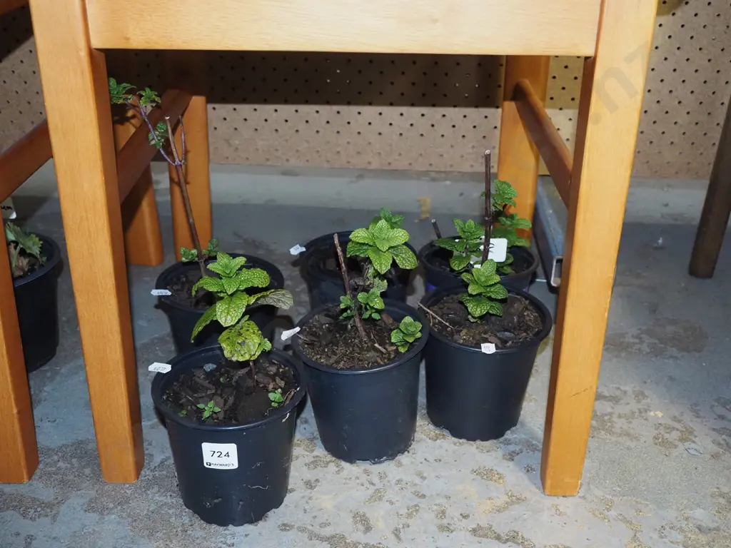 6x potted mint plants Image 1++