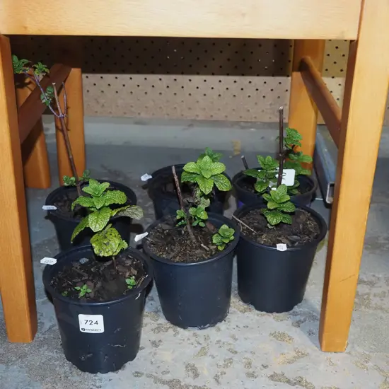 6x potted mint plants