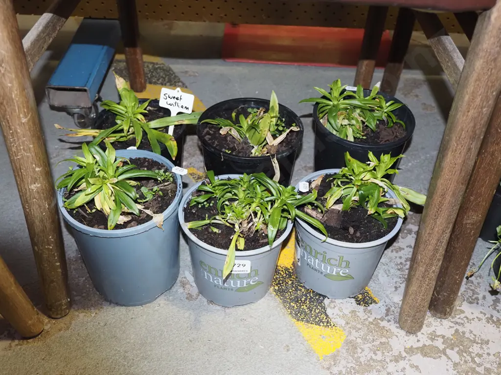 6x potted sweet william Image 1++