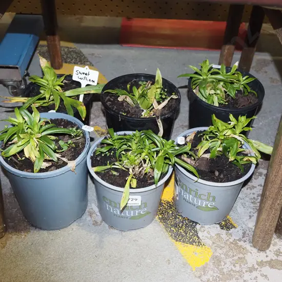 6x potted sweet william