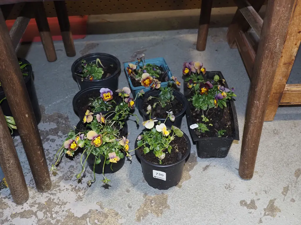 7x potted pansies Image 1++