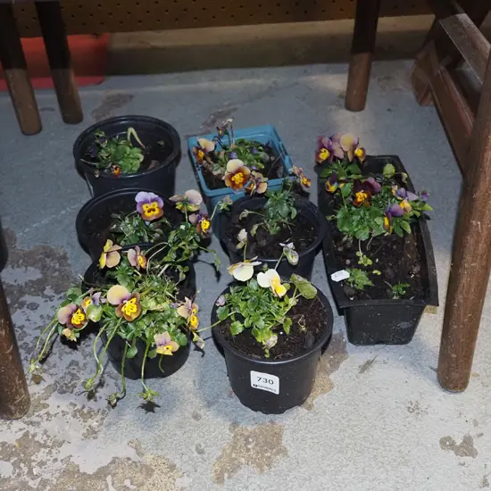 7x potted pansies