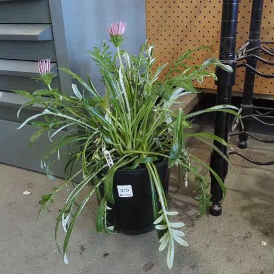  potted gazania
