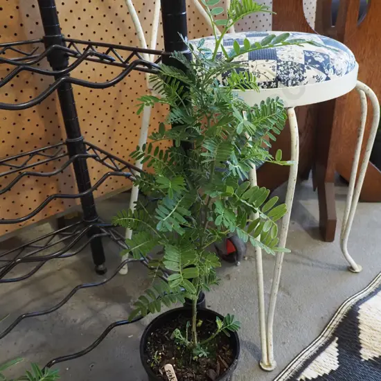 potted kaka beak - pink flower