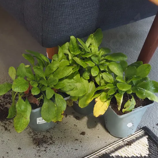 3x potted forget me nots