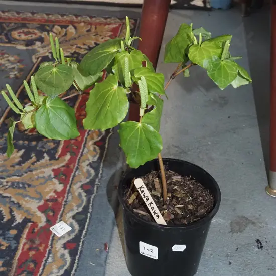 potted kawakawa
