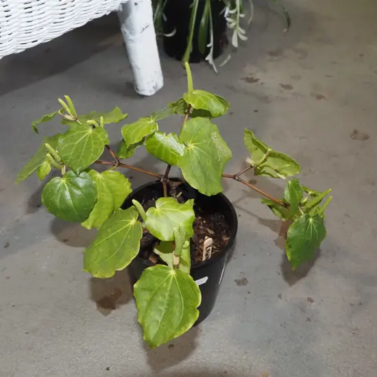 potted kawakawa
