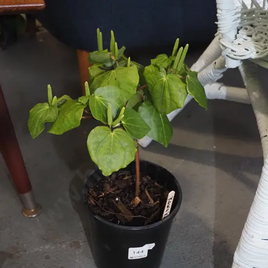 potted kawakawa