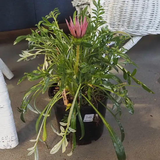 potted gazania
